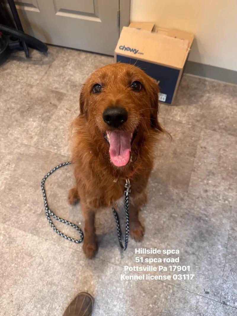 A young medium-sized female Red / Chestnut / Orange Goldendoodle dog named Lucille for adoption in Pottsville, PA