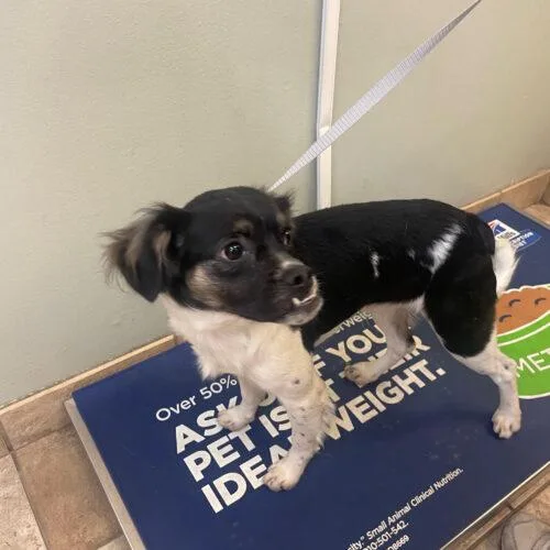 A baby small-sized male Pug dog named Diego for adoption in Seattle, WA