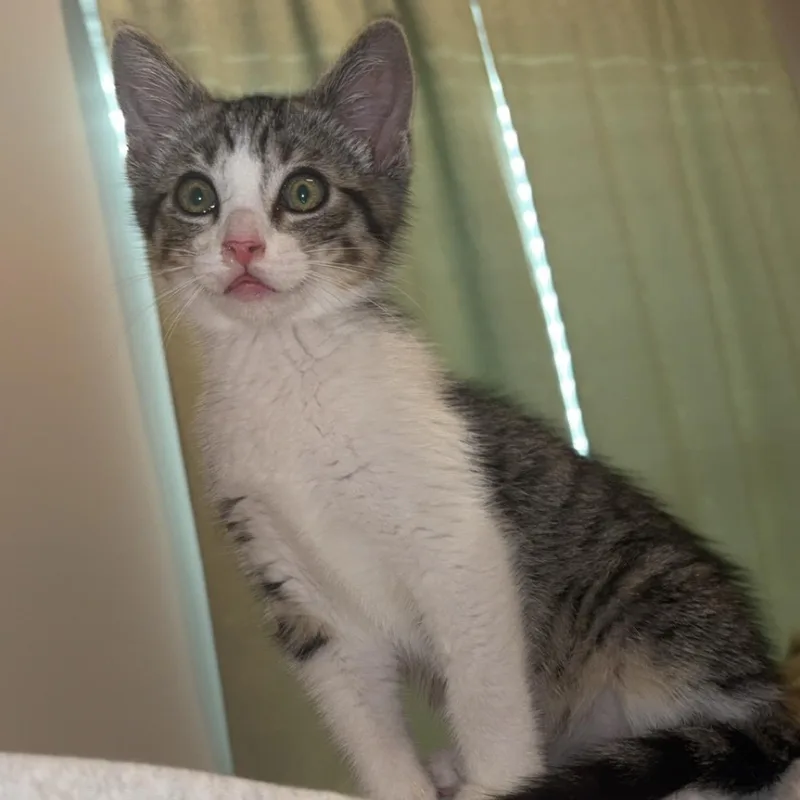 A baby medium-sized male Tabby (Gray / Blue / Silver) Domestic Short Hair cat named Roscoe for adoption in Mississippi State, MS