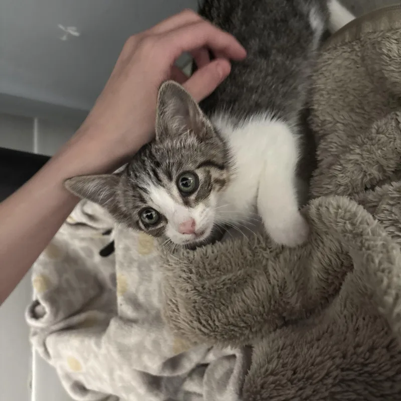 Roscoe thumbnail 3