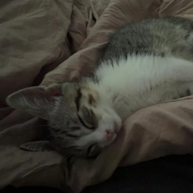 Roscoe thumbnail 5