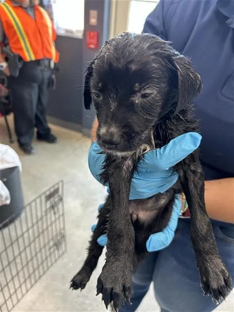 A baby small-sized female Great Pyrenees dog named Ala for adoption in San Antonio, TX