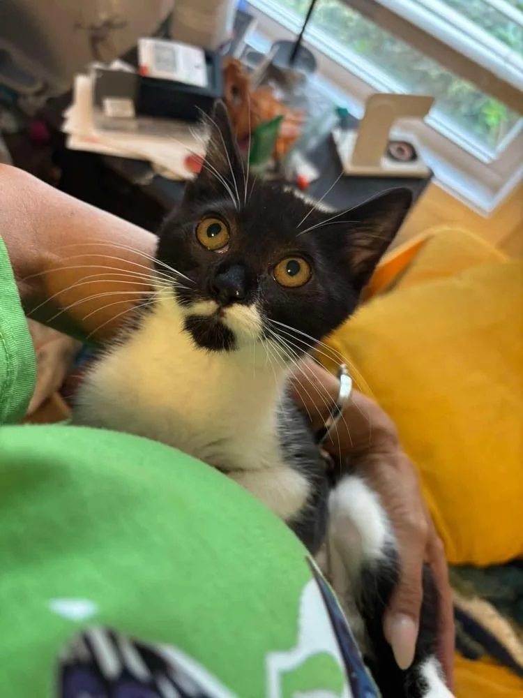 A baby medium-sized female Black & White / Tuxedo Domestic Short Hair cat named Thyme for adoption in Emerald Isle, NC