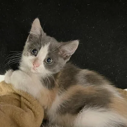 A baby small-sized female Domestic Short Hair cat named Gemma for adoption in Wheaton, IL