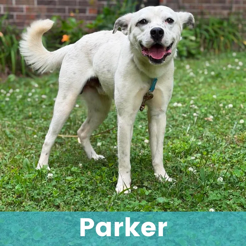 Parker thumbnail 5