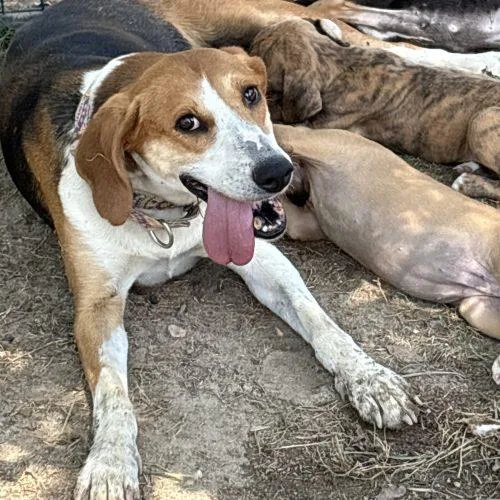 A baby medium-sized female Brown / Chocolate American Foxhound dog named Gracie for adoption in Sanford, NC