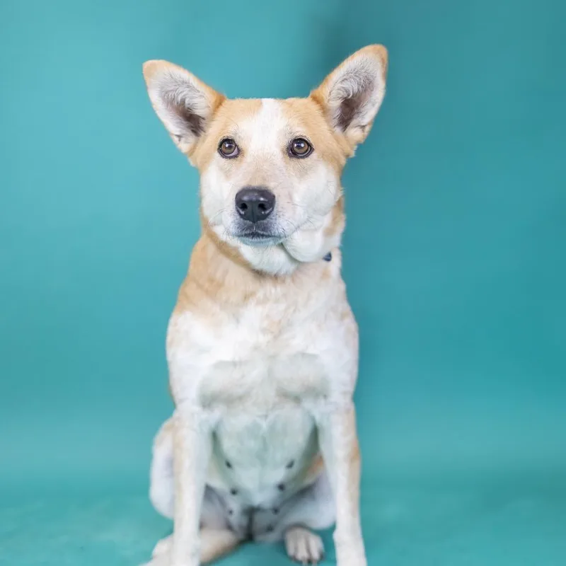 An adult medium-sized female Red / Chestnut / Orange Cattle Dog dog named Truffle for adoption in Portland, OR