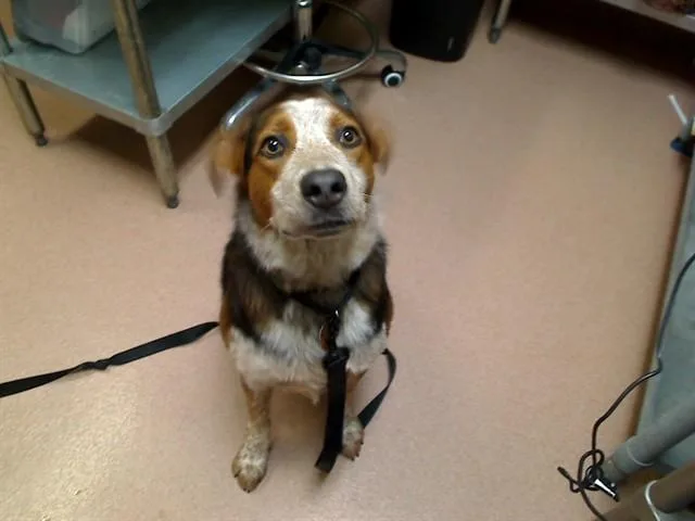 A young large-sized male Beagle dog named Reese for adoption in Cookeville, TN