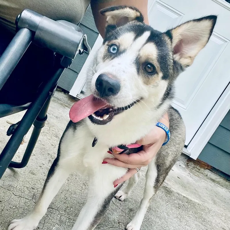 An adult medium-sized female Husky dog named Rayna for adoption in Mandeville, LA