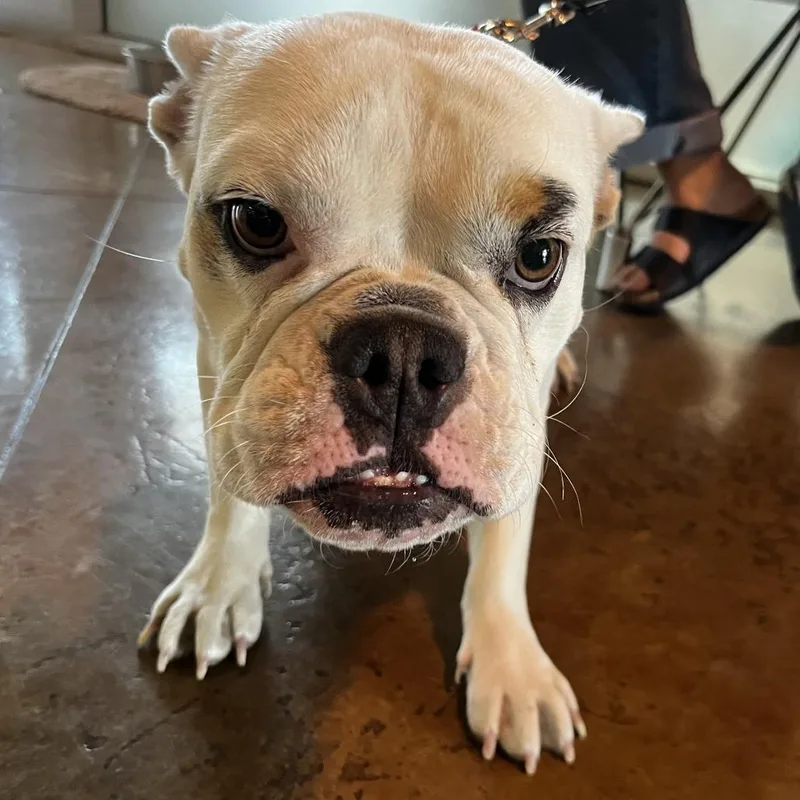 An adult small-sized female White / Cream English Bulldog dog named Esperanza for adoption in Palm Springs, CA