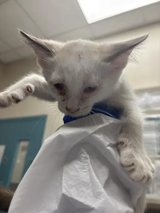 A baby small-sized male Domestic Short Hair cat named Zoomy for adoption in Las Vegas, NV
