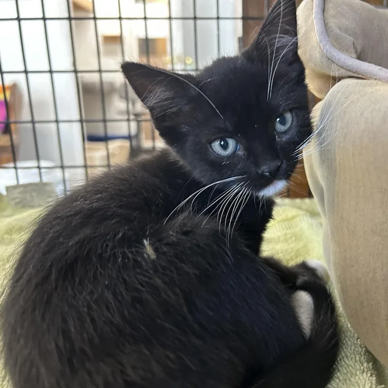 An adult small-sized female Black Domestic Medium Hair cat named Chunked for adoption in Tylertown, MS