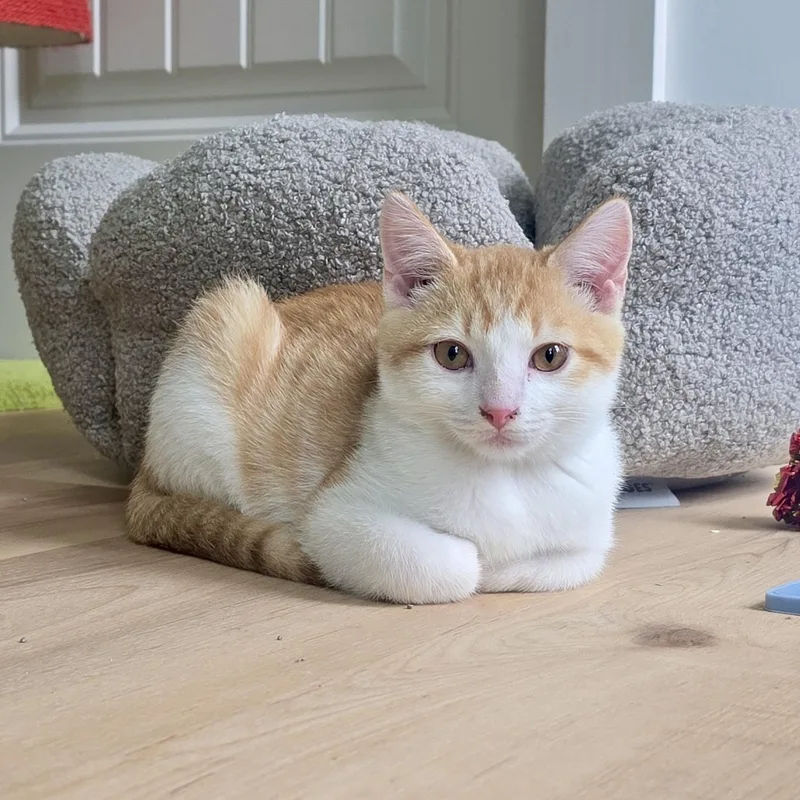 A baby small-sized male Tabby (Orange / Red) Domestic Short Hair cat named Mezzo for adoption in Richmond, VA