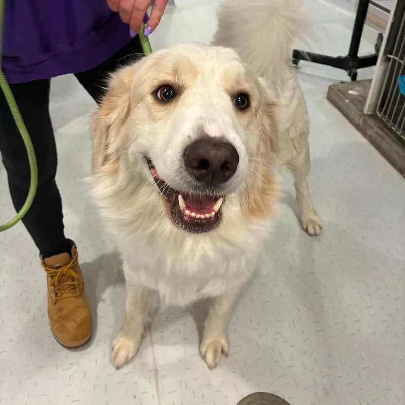 A baby large-sized male White / Cream Great Pyrenees dog named Dandy for adoption in Northbrook, IL