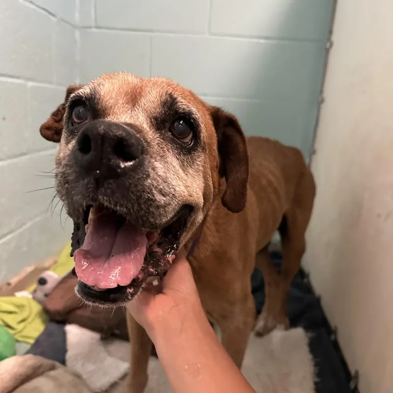 A senior medium-sized female Yellow / Tan / Blond / Fawn Boxer dog named Ol Lady for adoption in Austin, TX