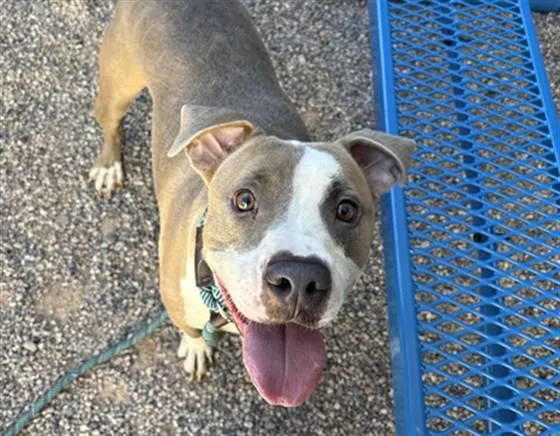 A young large-sized female Pit Bull Terrier dog named Remi for adoption in Mesa, AZ