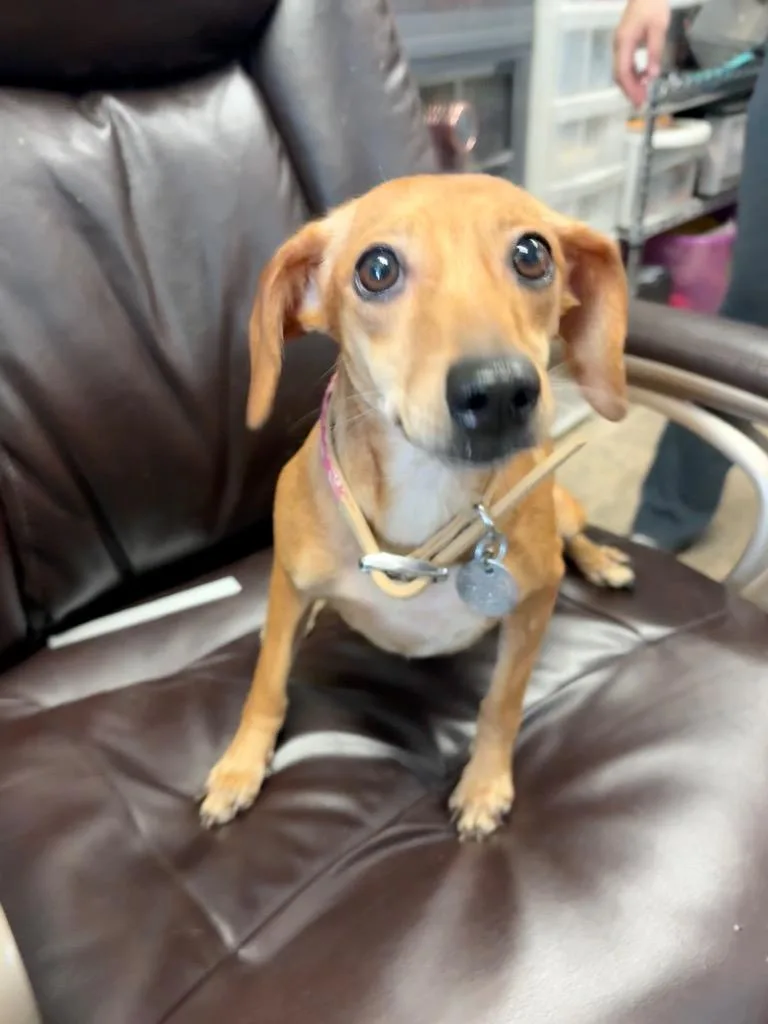 A young small-sized female Dachshund dog named Cayenne for adoption in Reno, NV