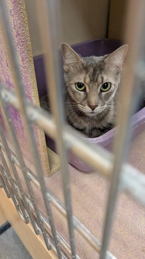 A young small-sized female Gray / Blue / Silver Domestic Short Hair cat named Serena for adoption in Parker, CO