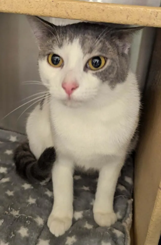A baby large-sized female Domestic Short Hair cat named Bella for adoption in South Bend, IN