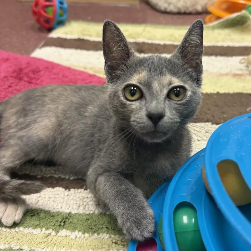 A baby small-sized female Calico Domestic Short Hair cat named Winry for adoption in Asheville, NC