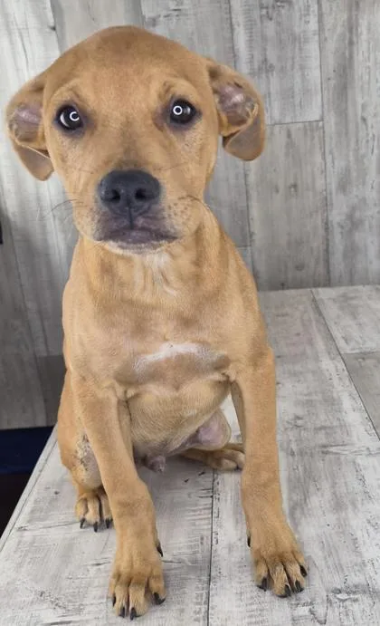 An adult small-sized male Mixed Breed dog named Buzz for adoption in Shreveport, LA