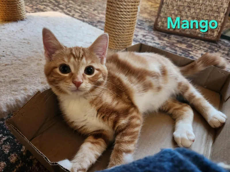 A baby small-sized female Orange & White Domestic Short Hair cat named Mango for adoption in Warminster, PA