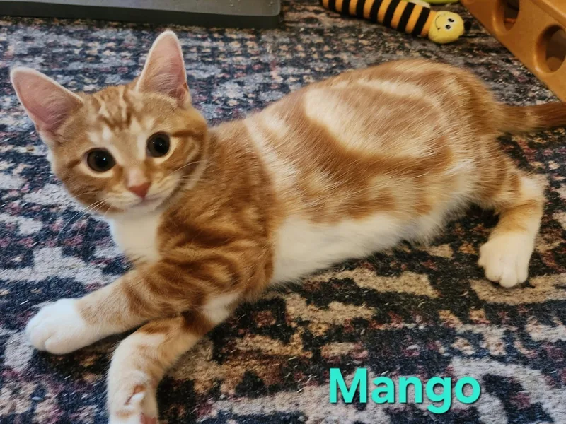 Mango thumbnail 2