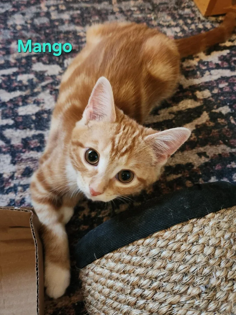 Mango thumbnail 4