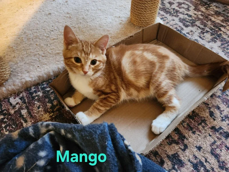 Mango thumbnail 5