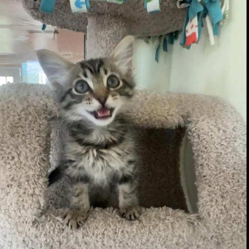 Oliver