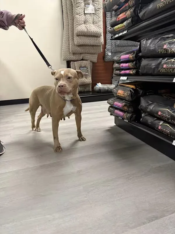 Nikki Noodle thumbnail 2