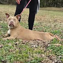 Nikki Noodle thumbnail 4