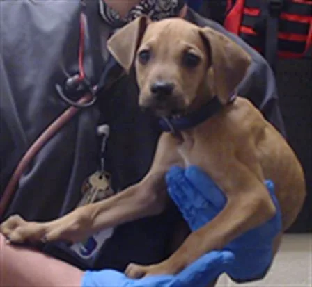 A baby small-sized male Vizsla dog named Rusty for adoption in Denver, CO