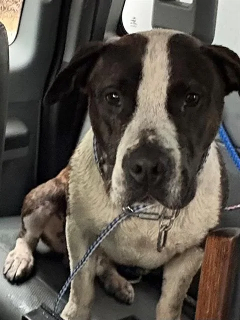 An adult medium-sized male Pit Bull Terrier dog named Von for adoption in Lodi, CA