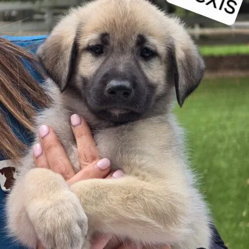 A baby large-sized female Sable Anatolian Shepherd dog named Alexis for adoption in Lincolnshire, IL