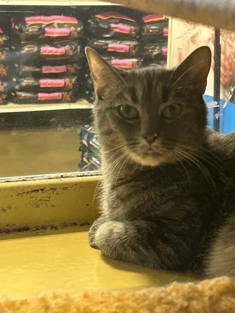 An adult medium-sized female Tabby (Gray / Blue / Silver) Tabby cat named Little & Luna for adoption in Midlothian, TX