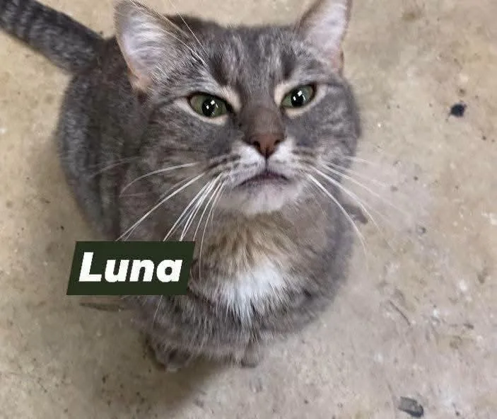 Little & Luna thumbnail 2