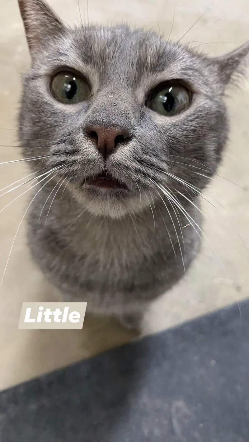 Little & Luna thumbnail 3