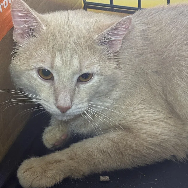 A young medium-sized male Domestic Long Hair cat named Pumpkin for adoption in Pittsburgh, PA