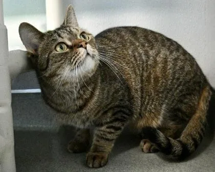 An adult small-sized male Domestic Short Hair cat named Raider for adoption in West Seneca, NY