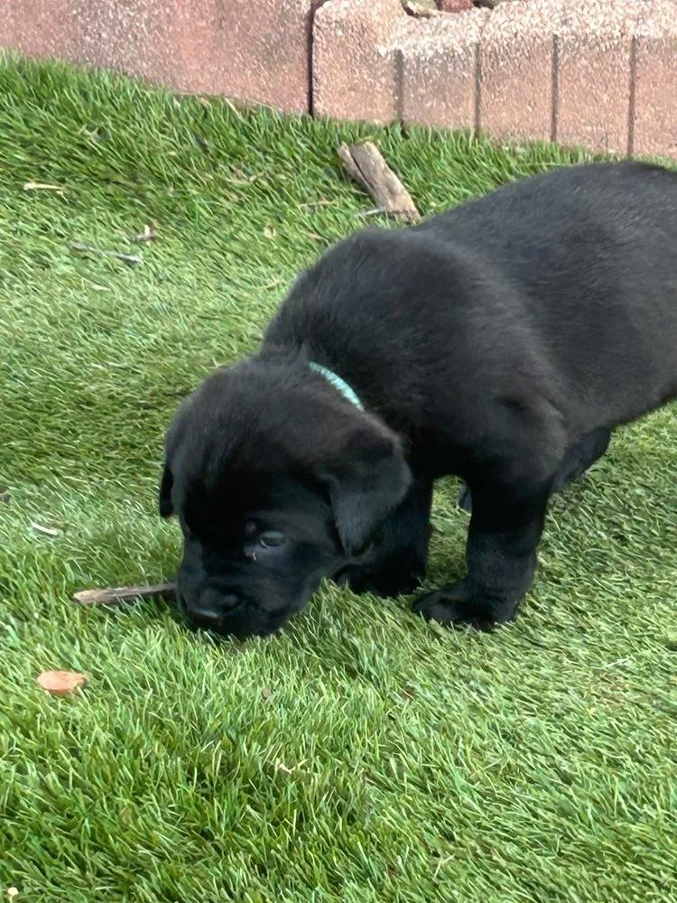A baby large-sized female Black Labrador Retriever dog named Maybelle for adoption in Warr Acres, OK