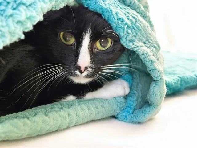 An adult medium-sized female Domestic Short Hair cat named Bella for adoption in Fort Lauderdale, FL