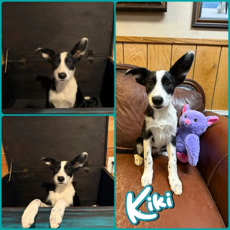 Kiki