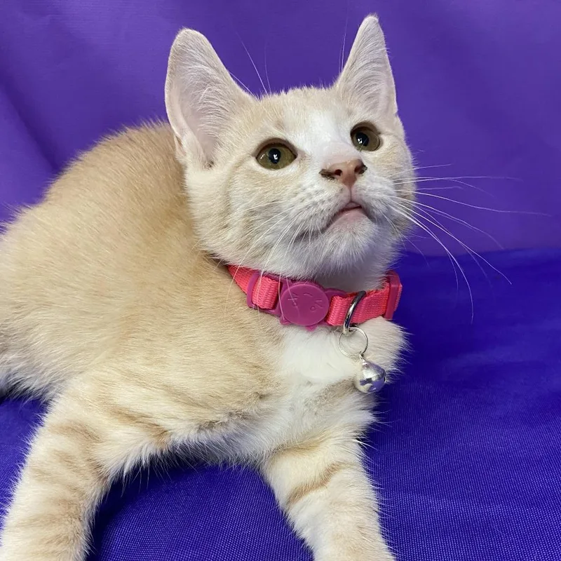 A baby small-sized female Buff / Tan / Fawn Domestic Short Hair cat named Lollipop for adoption in North Myrtle Beach, SC