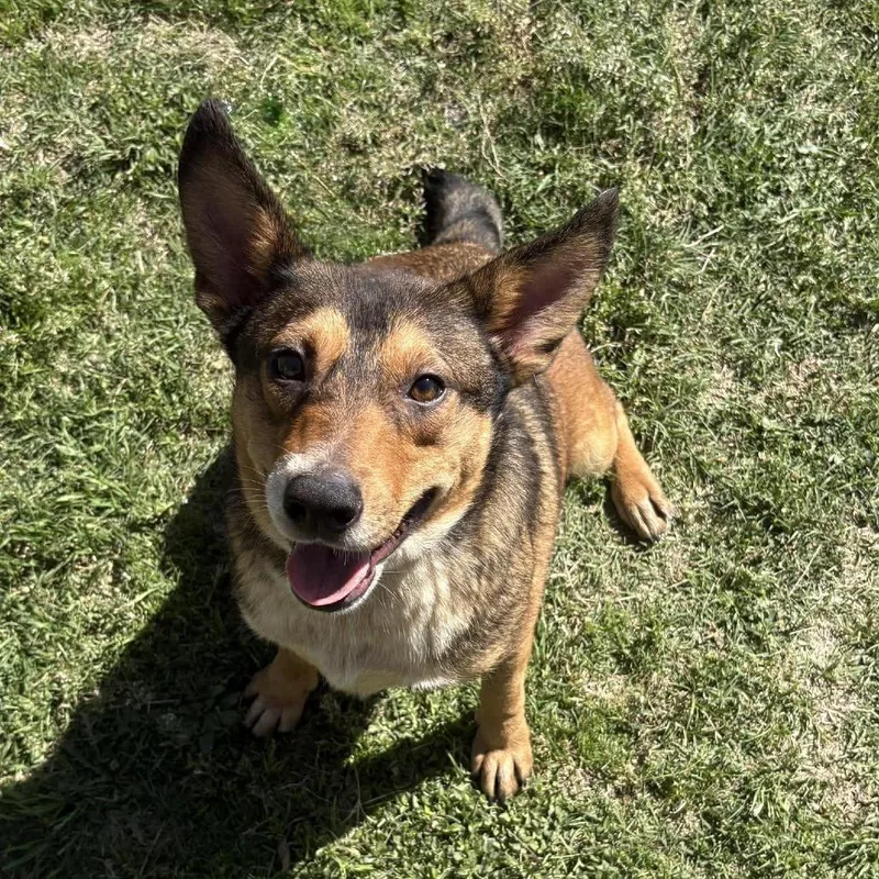 Walkman P thumbnail 2