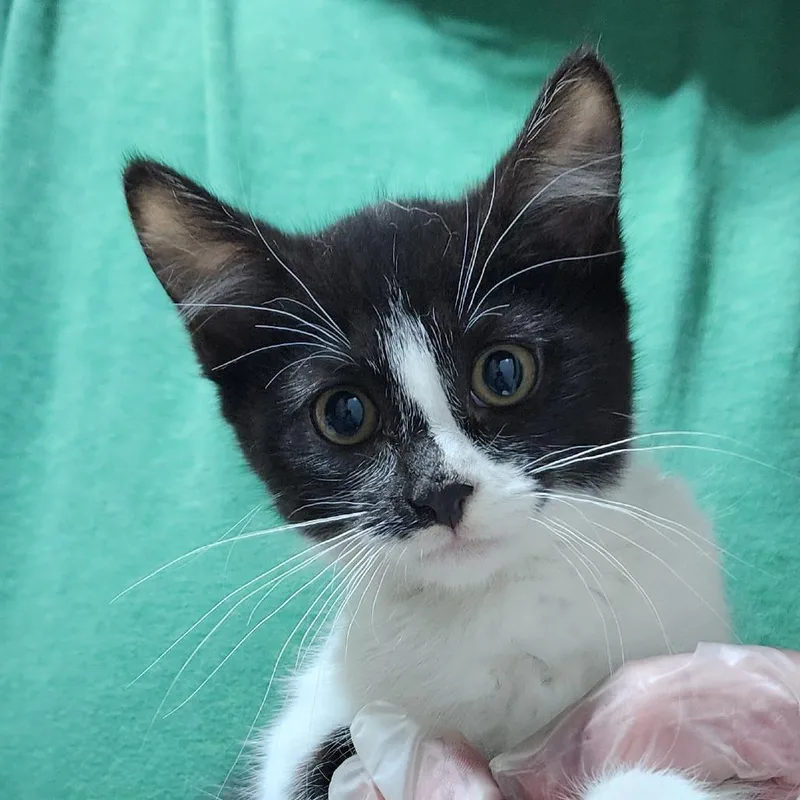 A baby small-sized female Black Domestic Short Hair cat named Charity for adoption in Carmel, IN