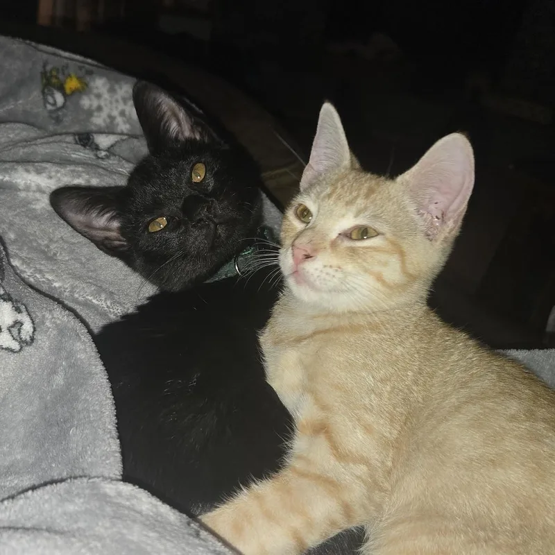 A baby medium-sized male Black Domestic Short Hair cat named Freddy & Luke for adoption in Liverpool, TX