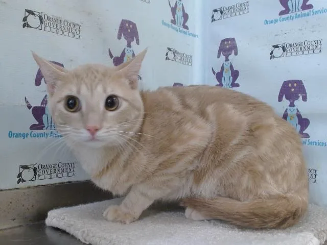 A young small-sized male Domestic Short Hair cat named Toby for adoption in Orlando, FL