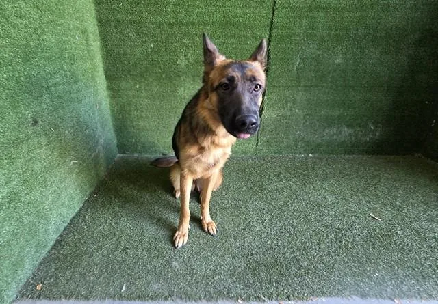 A young medium-sized female German Shepherd Dog dog named Victoria for adoption in Lancaster, CA