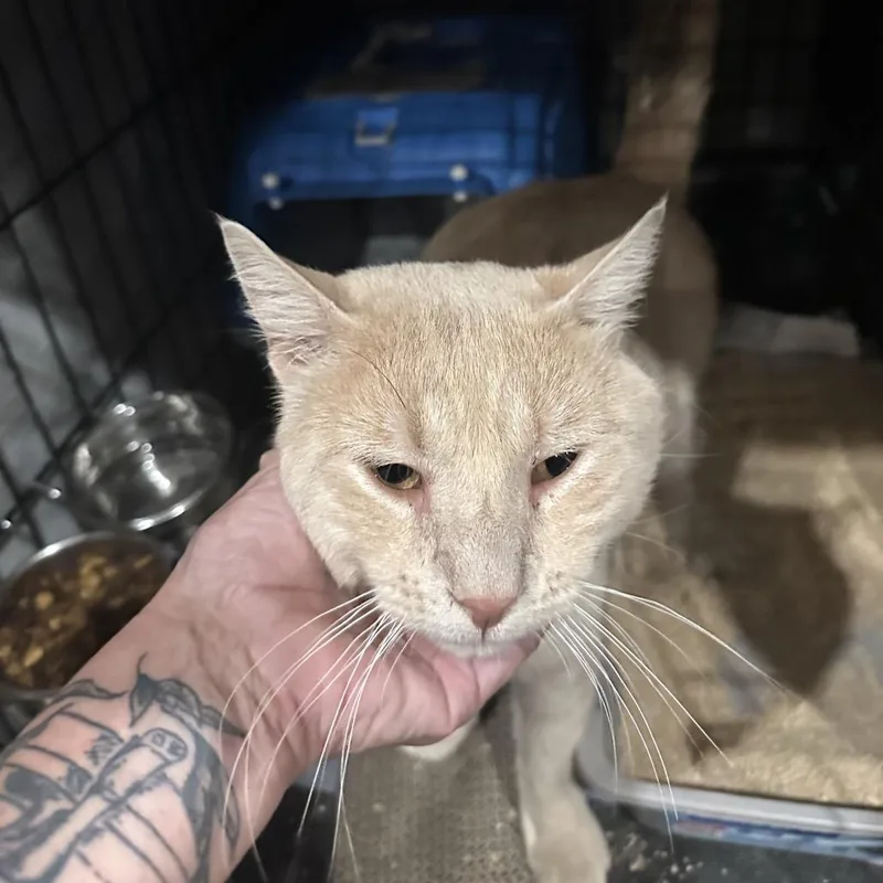 An adult large-sized male Orange / Red Domestic Short Hair cat named Saffron for adoption in Middle Village, NY